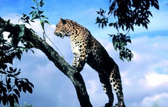 Wallpapers "Хищники семейства кошачьих" (123 обоев)