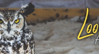 Птицы 163 (5120x1440) (1 обоев)