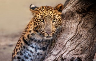 Коты 228 (30 обоев)
