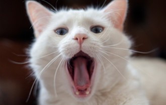 Cats 232 (30 wallpapers)