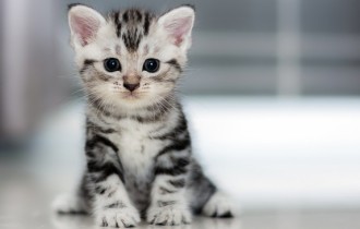 Коты 133 (3840x2160) (30 обоев)