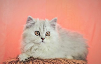 Коты 158 (30 обоев)