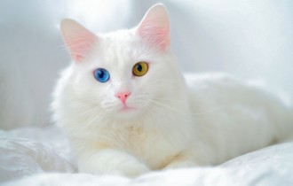 Коты 159 (30 обоев)