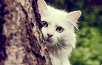 Cats Wallpapers (94 обоев)
