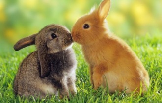 45 Excelent Best Animals Full HD Wallpapers (45 обоев)