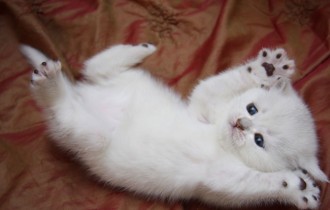 Коти 185 (30 шпалер)