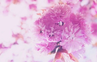 Floral wallpaper 888 (30 wallpapers)