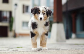 Собаки 154 (30 обоев)