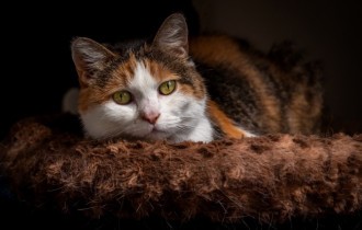 Коты 147 (30 обоев)