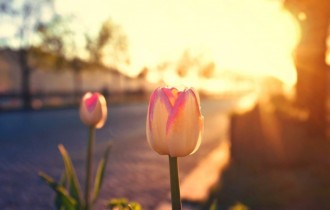 Цветочные обои 795 (2560x1600) (30 обоев)