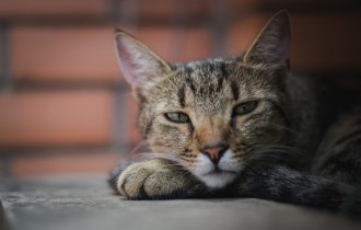 Коты 200 (30 обоев)