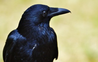 Птицы 164 (5120x2880) (10 обоев)