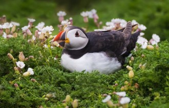 Птицы 189 (30 обоев)