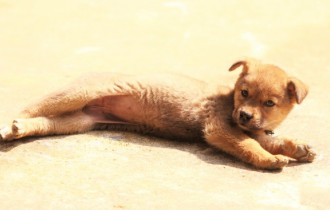 Собаки 157 (30 обоев)