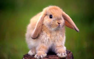 Rabbits Wallpapers (10 обоев)