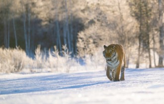 Коты 221 (30 обоев)