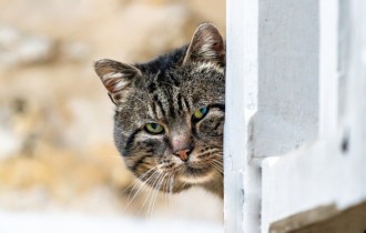 Коти 175 (30 шпалер)