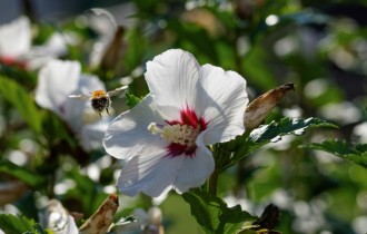 Цветочные обои 844 (30 обоев)