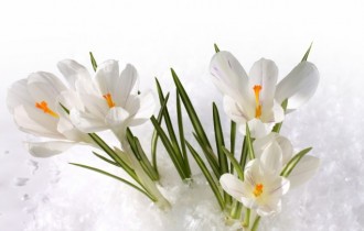 Цветочные обои 799 (2560x1600) (30 обоев)