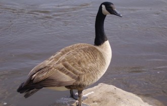 Птицы 175 (30 обоев)