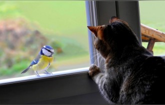 Коты 196 (30 обоев)