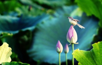 Birds 191 (30 wallpapers)