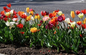 Цветочные обои 798 (2560x1600) (30 обоев)