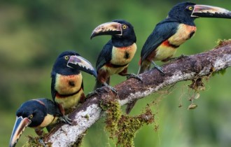 Птицы 161 (3840x2160) (30 обоев)