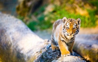 Коты 201 (30 обоев)