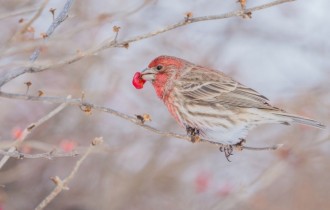 Птицы 187 (30 обоев)