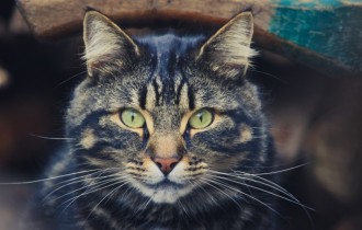 Коты 223 (30 обоев)