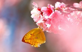 Квіткові шпалери 809 (2560x1600) (30 шпалер)