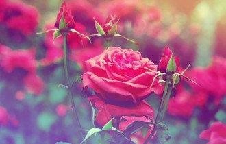 Цветочные обои 797 (2560x1600) (30 обоев)