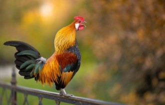 Птахи 170 (30 шпалер)