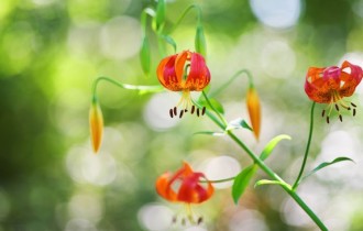 Цветочные обои 836 (3840x2160) (30 обоев)