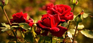 Цветочные обои 837 (3840x2160) (30 обоев)