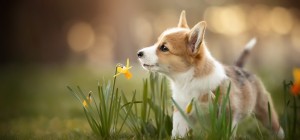 Собаки 133 (30 обоев)