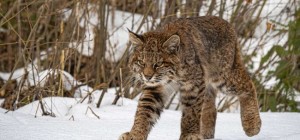 Коты 199 (30 обоев)