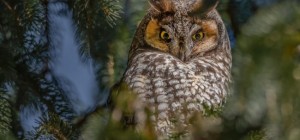 Птицы 160 (3840x2160) (30 обоев)