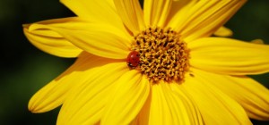 Floral wallpaper 822 (3840x2160) (30 wallpapers)