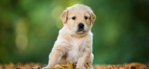Dogs 184 (30 wallpapers)