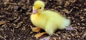 Птицы 154 (3840x2160) (30 обоев)