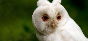 Птицы 172 (30 обоев)