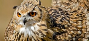 Птицы 174 (30 обоев)