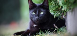 Коты 219 (30 обоев)