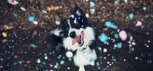 Dogs 169 (30 wallpapers)