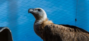 Птицы 184 (30 обоев)