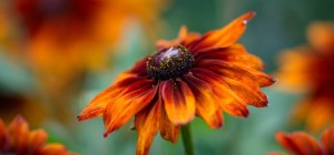 Цветочные обои 825 (3840x2160) (30 обоев)