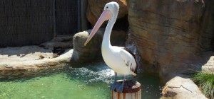 Птицы 173 (30 обоев)