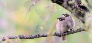 Птицы 180 (30 обоев)